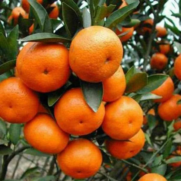 Chhatki_Orange_Plant_Live_Plant_For_Home_Garden