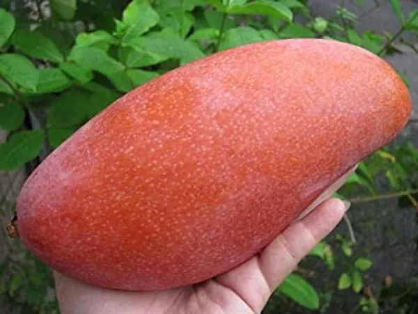 Changmay_Mango_Plant_Live_Plant_For_Home_Garden