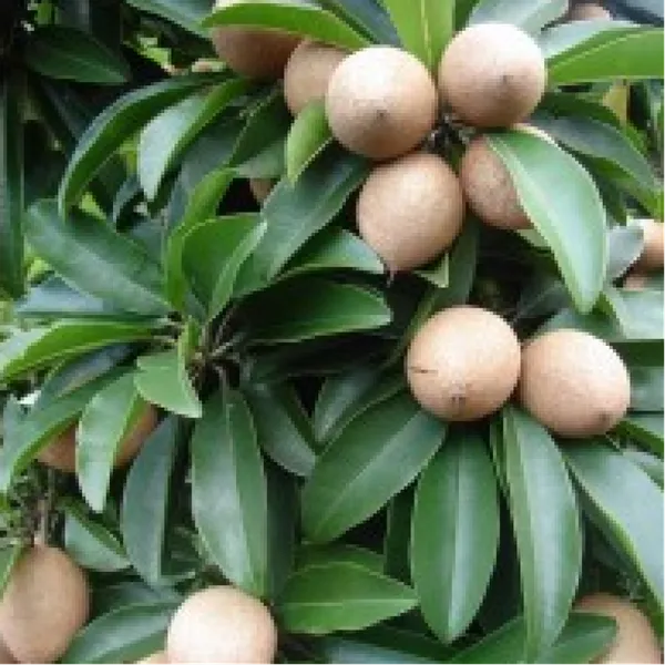 Chikoo_Grafted_Fruit_Plant_Live_Plant_For_Home_Garden