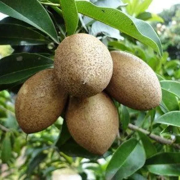 Chikoo_Grafted_Fruit_Plant_Live_Plant_For_Home_Garden