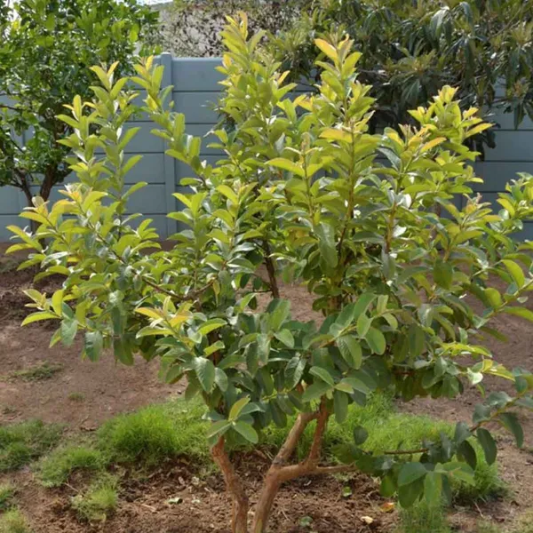 Chinese_Guava_Fruit_Plant_For_Home_Garden