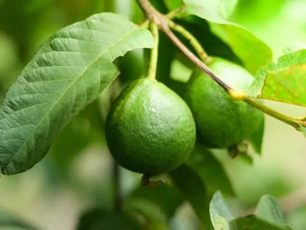 Chinese_Guava_Fruit_Plant_For_Home_Garden
