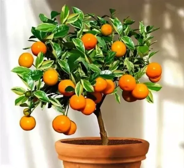 Darjeeling_Orange_Fruit_Plant_Live_Plant_For_Home_Garden