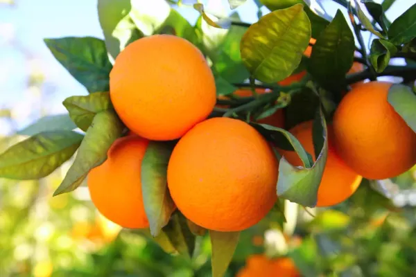Darjeeling_Orange_Fruit_Plant_Live_Plant_For_Home_Garden