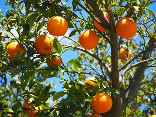 Darjeeling_Orange_Fruit_Plant_Live_Plant_For_Home_Garden