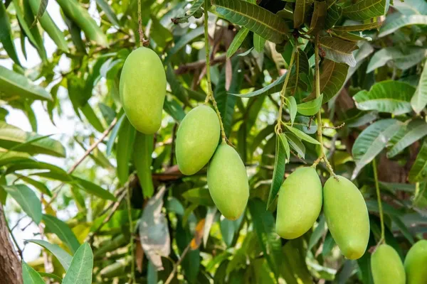 Dasheri_Grafted_Mango_Plant_Live_Plant_For_Home_Garden