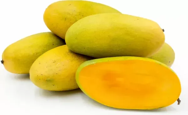 Dasheri_Grafted_Mango_Plant_Live_Plant_For_Home_Garden