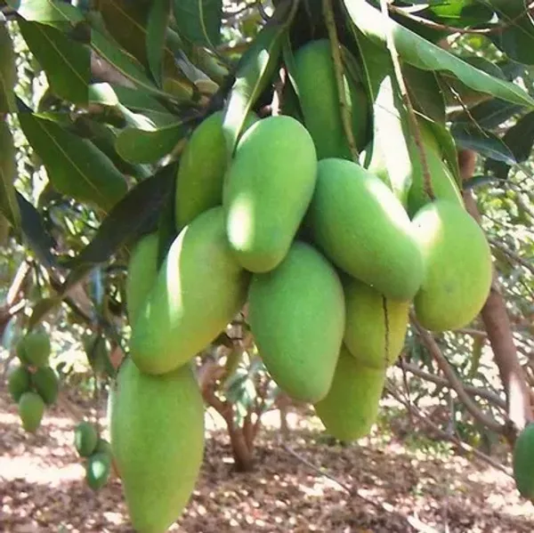 Dasheri_Grafted_Mango_Plant_Live_Plant_For_Home_Garden