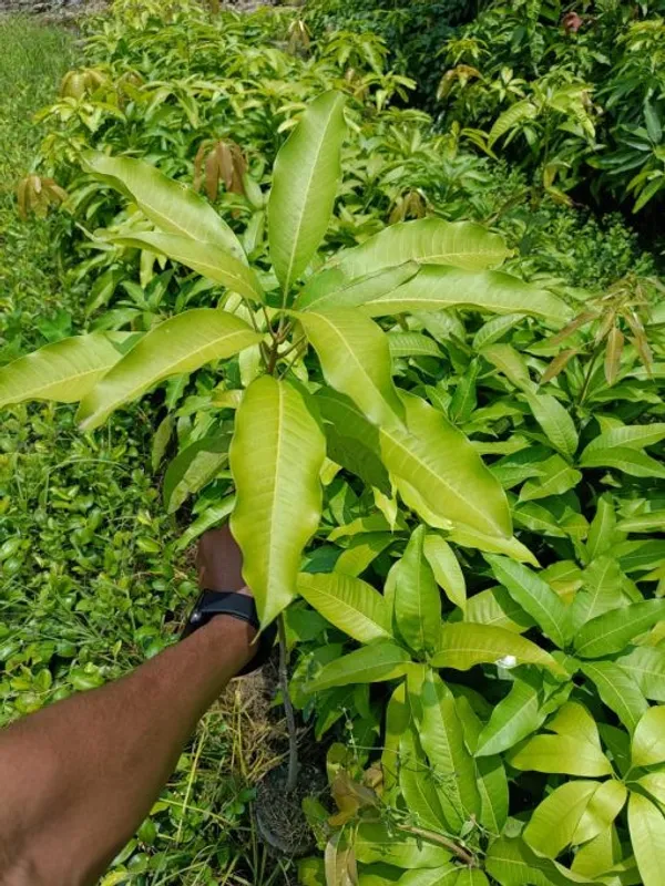 Dasheri_Grafted_Mango_Plant_Live_Plant_For_Home_Garden