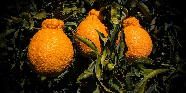 Dekopon_Orange_Fruit_Plant_For_Home_Garden