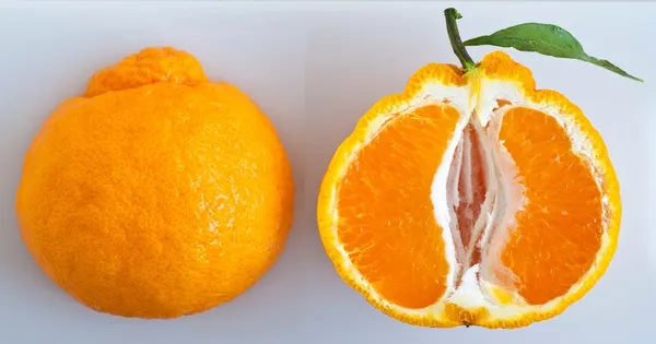 Dekopon_Orange_Fruit_Plant_For_Home_Garden