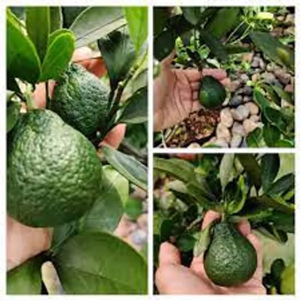 Dekopon_Orange_Fruit_Plant_For_Home_Garden