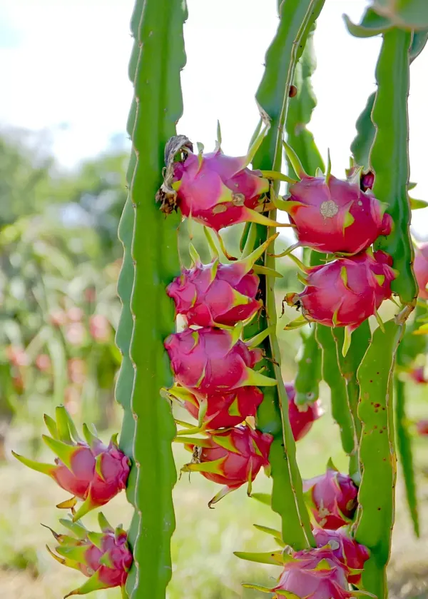 Dragon_Fruit_Plant_For_Home_Garden