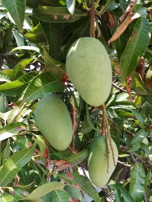 Gobindabhog_Grafted_Mango_Plant_Live_Plant_For_Home_Garden
