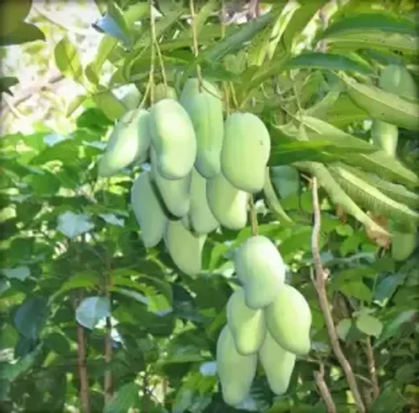 Gobindabhog_Grafted_Mango_Plant_Live_Plant_For_Home_Garden