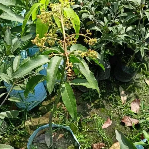 Gobindabhog_Grafted_Mango_Plant_Live_Plant_For_Home_Garden