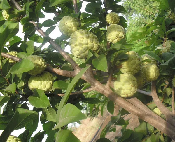 Golden_Custard_Apple_Fruit_Plant_For_Home_Garden