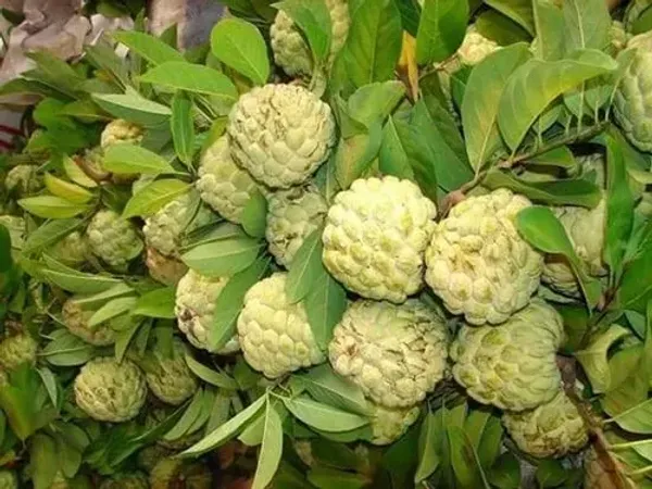 Golden_Custard_Apple_Fruit_Plant_For_Home_Garden