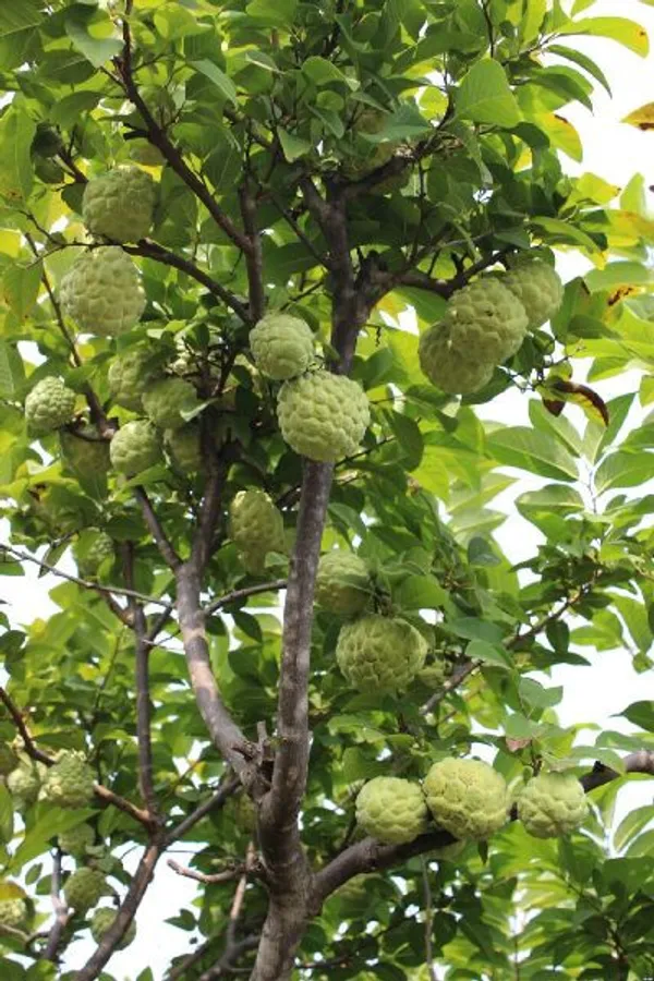 Golden_Custard_Apple_Fruit_Plant_For_Home_Garden