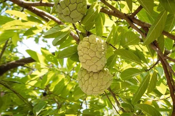 Golden_Custard_Apple_Fruit_Plant_For_Home_Garden
