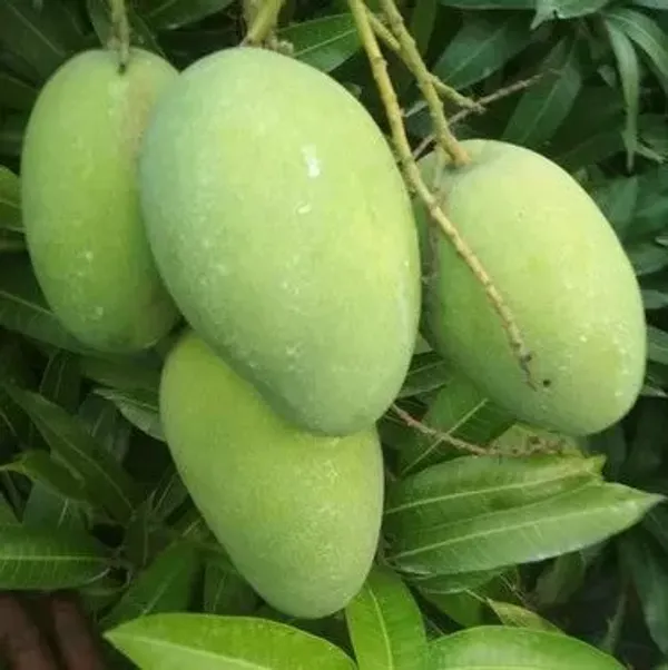 Gourmati_Grafted_Mango_Plant_Live_Plant_For_Home_Garden