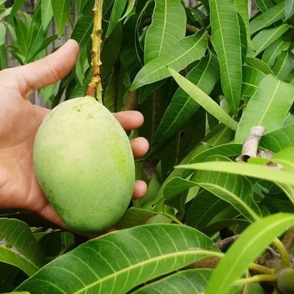Gourmati_Grafted_Mango_Plant_Live_Plant_For_Home_Garden