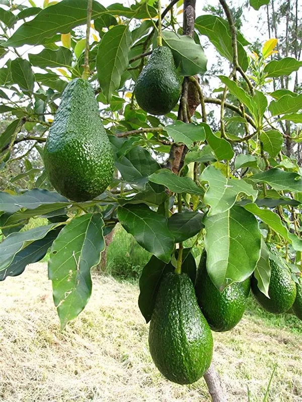 Avocado_Fruit_Plant_Plant_For_Home_Garden