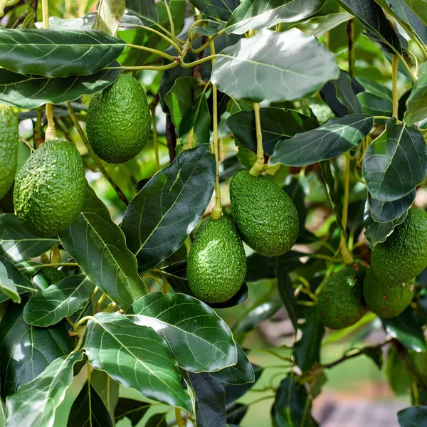 Avocado_Fruit_Plant_Plant_For_Home_Garden