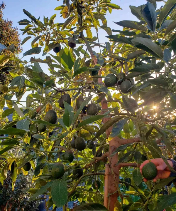 Avocado_Fruit_Plant_Plant_For_Home_Garden