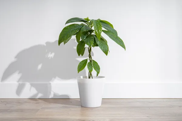 Avocado_Fruit_Plant_Plant_For_Home_Garden