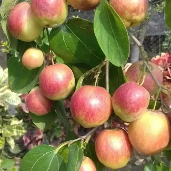 All_Time_Red_Apple_Ber_Grafted_Plant_Plant_For_Home_Garden