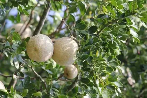 Thai_Wood_Apple_Grafted_Plant(Kotbel)_Live_Plant_For_Home_Garden