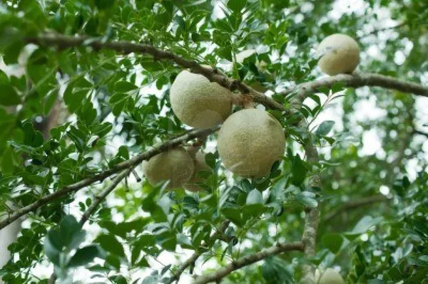 Thai_Wood_Apple_Grafted_Plant(Kotbel)_Live_Plant_For_Home_Garden