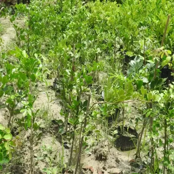 Thai_Wood_Apple_Grafted_Plant(Kotbel)_Live_Plant_For_Home_Garden
