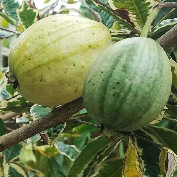 Variegated_Guava_Plant_Live_Plant_For_Home_Garden