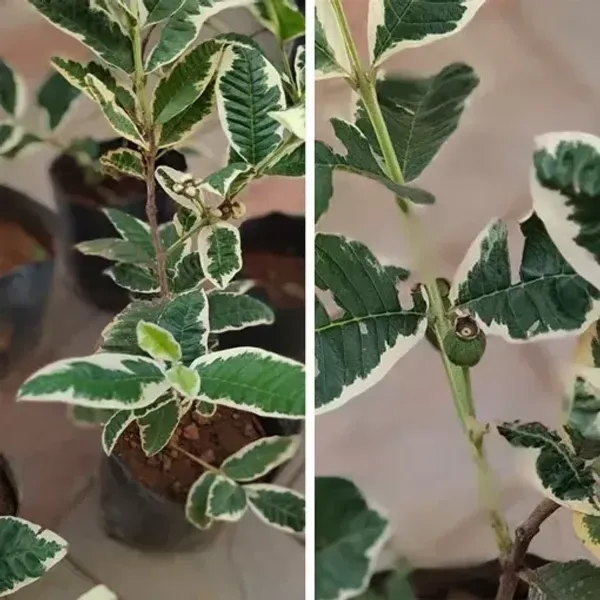 Variegated_Guava_Plant_Live_Plant_For_Home_Garden