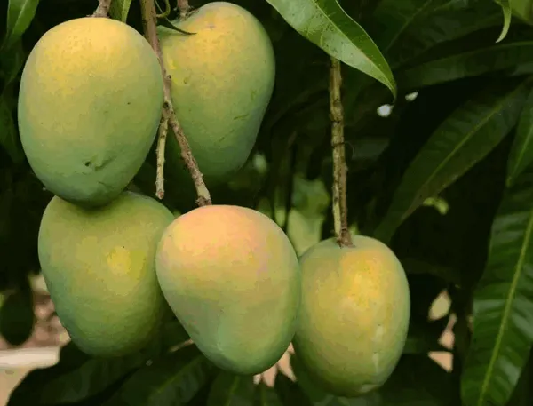 Harivanga_Grafted_Mango_Plant_Live_Plant_For_Home_Garden