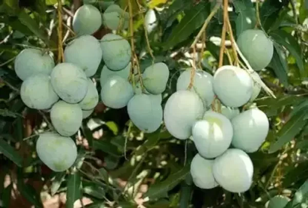 Himsagar_Grafted_Mango_Plant_Live_Plant_For_Home_Garden