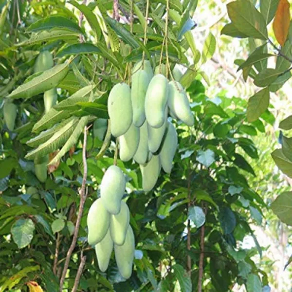 Honeydew_Grafted_Mango_Plant_Live_Plant_For_Home_Garden