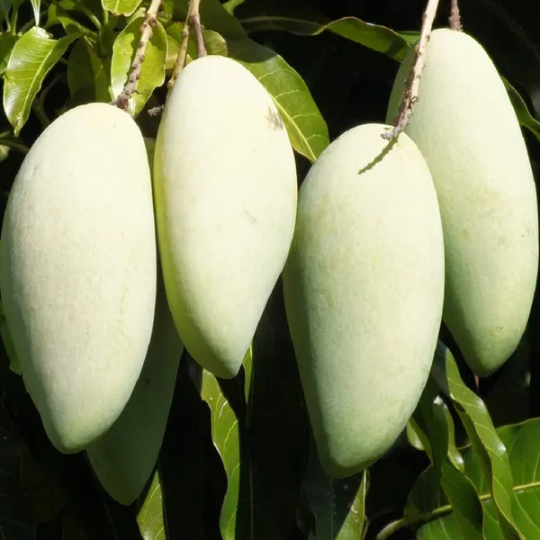 Honeydew_Grafted_Mango_Plant_Live_Plant_For_Home_Garden