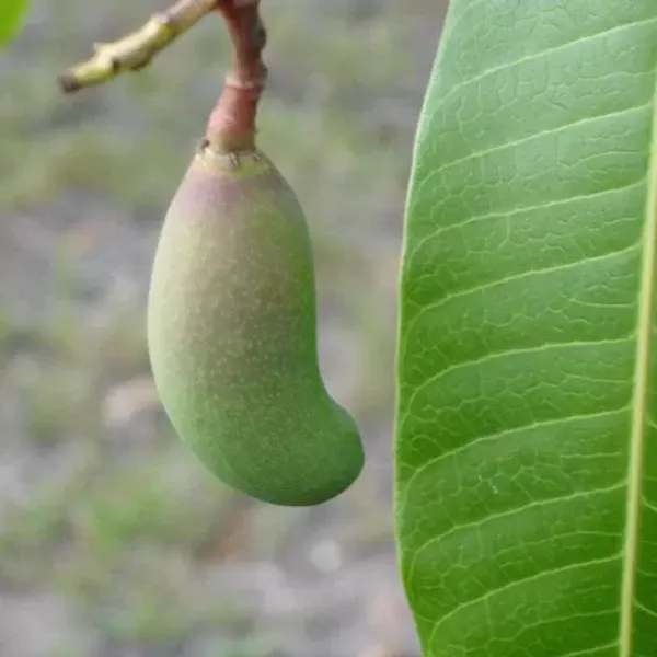 Honeydew_Grafted_Mango_Plant_Live_Plant_For_Home_Garden