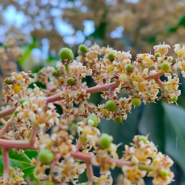 Honeydew_Grafted_Mango_Plant_Live_Plant_For_Home_Garden