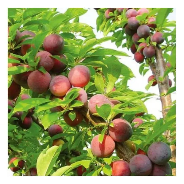 Hybrid_Alubkra_Grafted_Plant_Live_Plant_For_Home_Garden