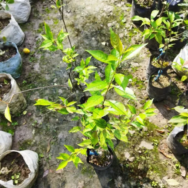 Hybrid_Alubkra_Grafted_Plant_Live_Plant_For_Home_Garden