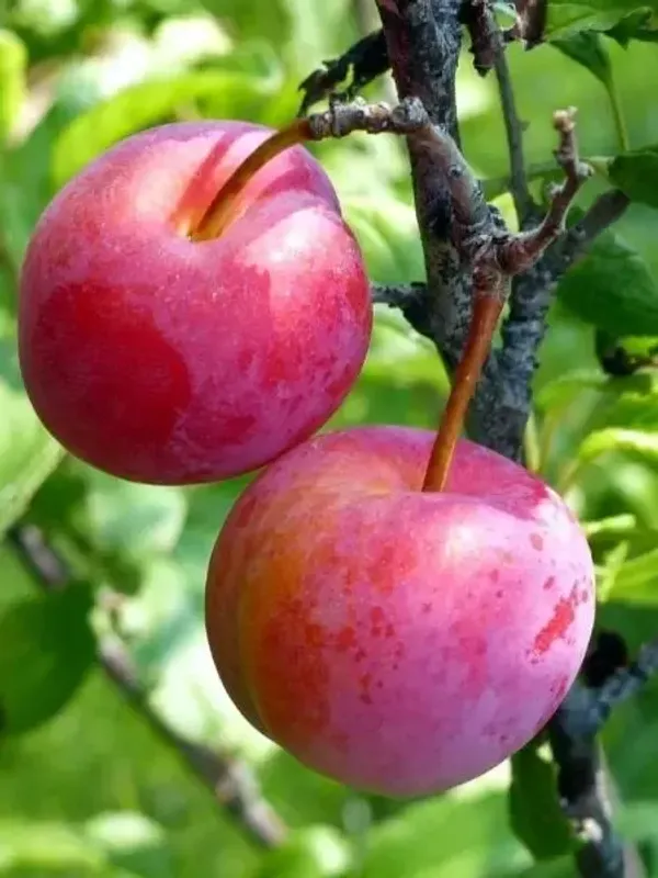 Hybrid_Alubkra_Grafted_Plant_Live_Plant_For_Home_Garden