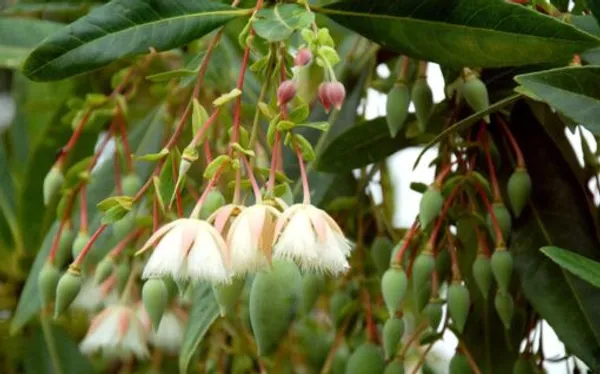 Hybrid_Rudrakhas_Plant_For_Home_Garden