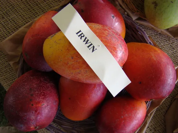 Irwin_Purple_Grafted_Mango_Plant_Live_Plant_For_Home_Garden