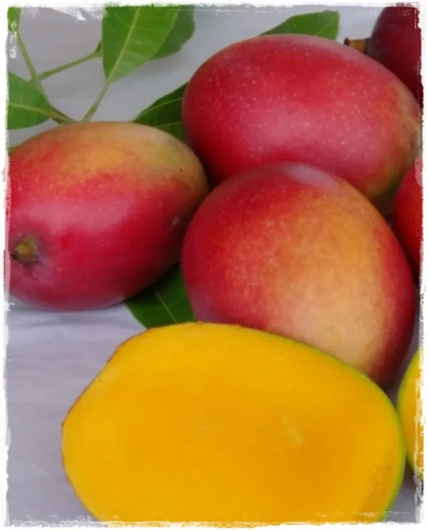 Irwin_Purple_Grafted_Mango_Plant_Live_Plant_For_Home_Garden