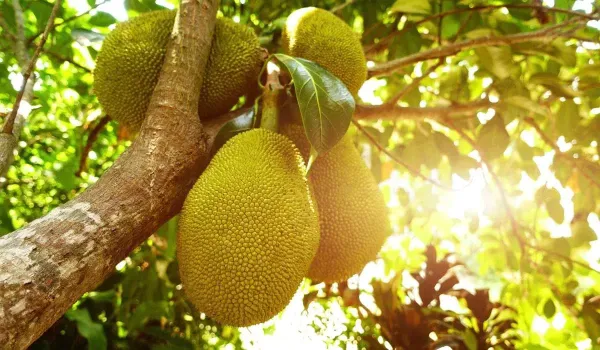 Jackfruit_Plant_For_Home_Garden