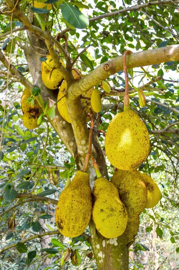 Jackfruit_Plant_For_Home_Garden